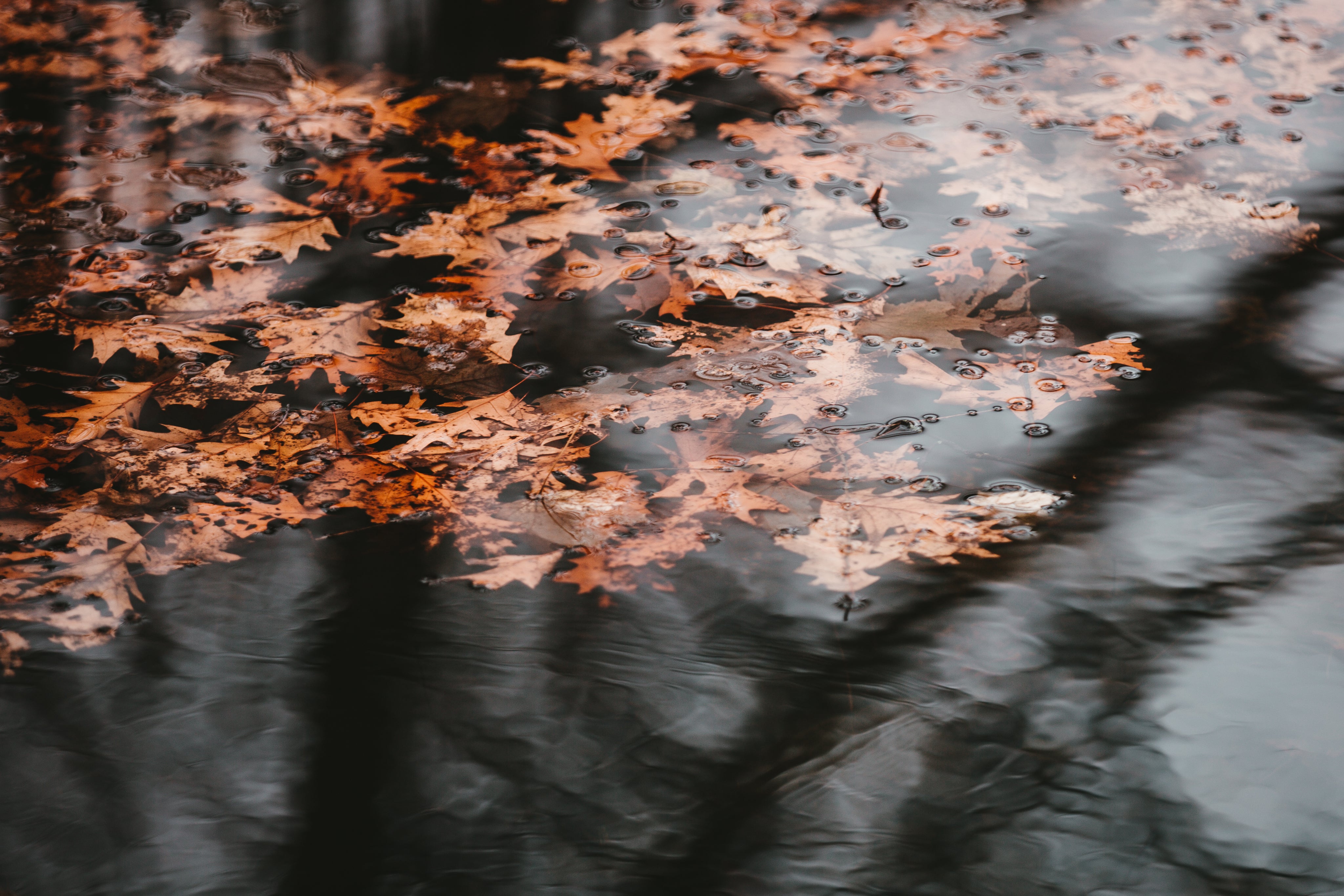 orange-leaves-on-murky-water.jpg